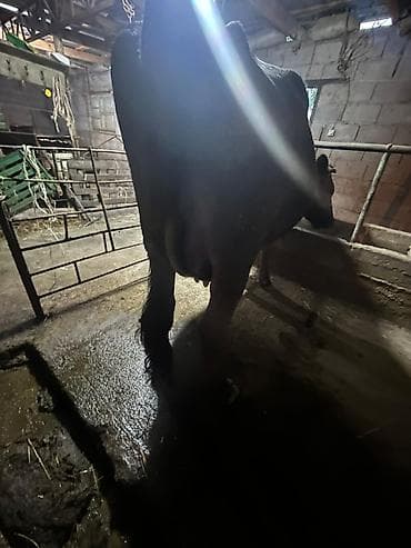 животные карова: Продаю | Корова (самка) | Голштин | Для молока | Племенные — 9
