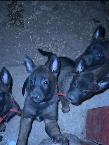 подсветка для аквариума: Бельгийская овчарка, 1 месяц, Самка, С родословной — 4