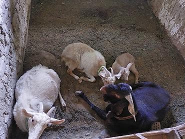 кошки в токмоке: Продаю | Коза (самка), Козёл (самец), Козлёнок | Зааненская, Битал, Камори | На забой, Для разведения, Для молока — 3