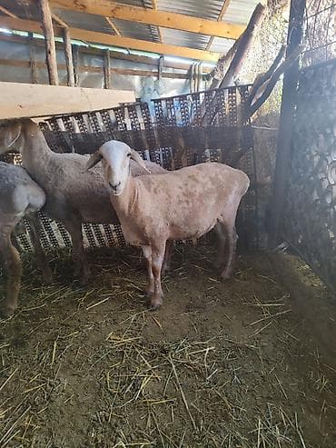 отдам собаку в хорошие руки бишкек: Продаю | Овца (самка) | Для разведения — 6