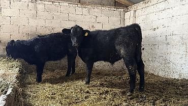 продать свинью: Продаю | Бык (самец), Музоо, торпок | Абердин-ангус | На откорм — 3
