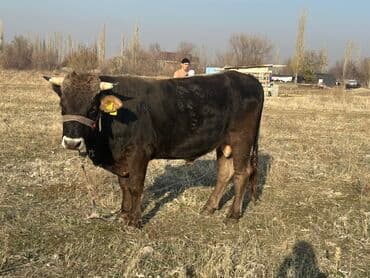 продаю породистых коров: Продаю | Бык (самец) | Для разведения | Осеменитель — 1