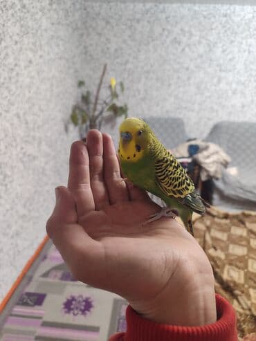 попугай неразлучник цена: --- Продаю пару волнистых попугаев. Самец и самка, возраст около 9 — 25