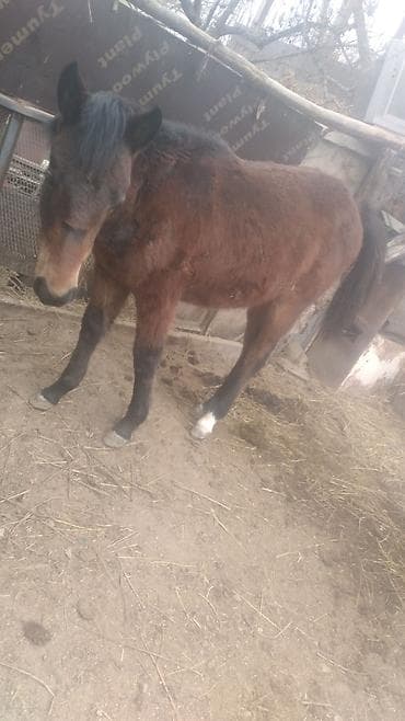 жеребёнок продается: Продаю | Жеребец | Конный спорт — 4