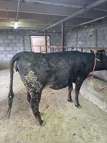 А/ч жаныбарлары үчүн тоюттар: Сатам | Уй (ургаачы) — 10