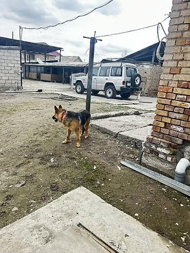 собаки кангал: Немецкая овчарка — охрана двора и верный компаньон. - Порода — 4