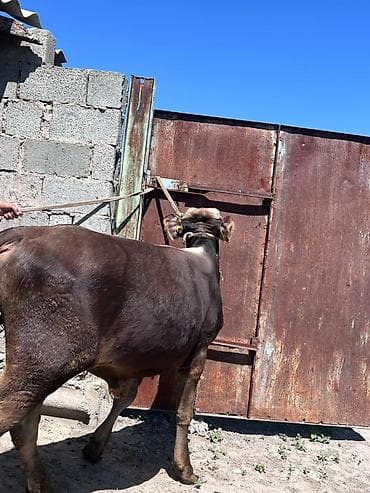 сколько стоит лошадь орловский рысак: Продаю | Бык (самец) | На откорм — 2