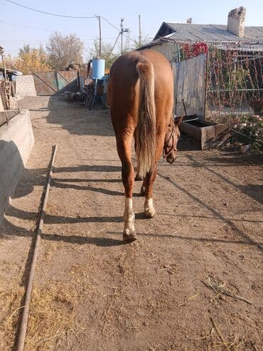 ит доберман: Продаю | Жеребец | Дончак | Рабочий — 5