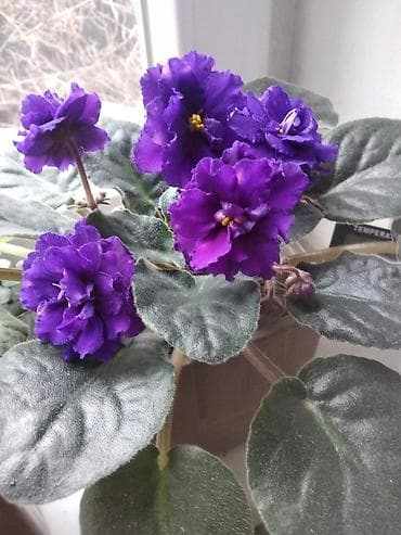 цветы каланхое: Колеус (декоративно-лиственное комнатное растение) в горшке. - — 2