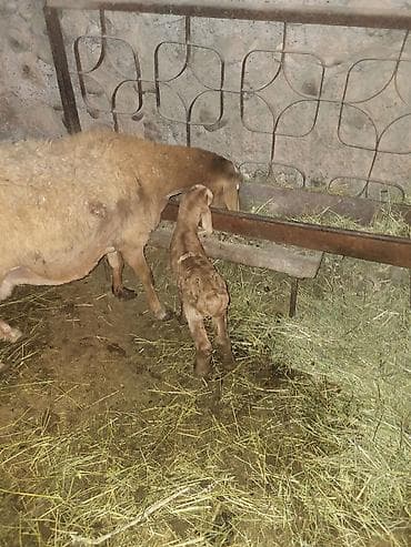 продаю бычки герофорды: Продаю | Овца (самка) | Гиссарская, Эдильбаевская, Арашан | Для разведения | Матка — 8