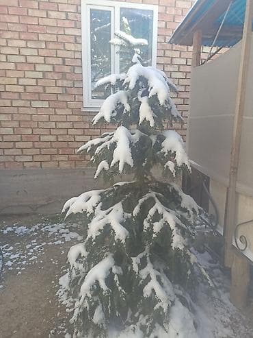 Ель декоративная (хвоя вечнозелёная) - Порода: ель (с декоративной