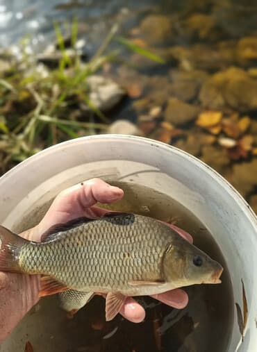 купить собаку бультерьер: Малёк Белого амура; Малек Карпа; (зеркальный и чешуйчатый) — 1