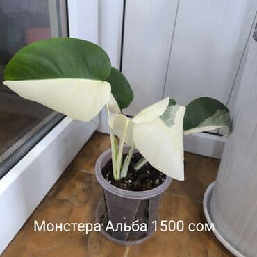 фруктовые корзины: Монстера Альба, традисканция зебрина,Дифенбахия, Сингониум — 3