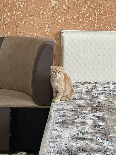 Продажа кошек: Шотландский вислоухий котёнок (Scottish Fold) - Окрас: тёплый рыжий — 3