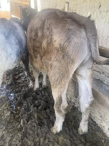 Продаю | Бык (самец) | Привязанные — 7