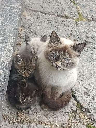 латок для котят: Котята, помёт из трёх малышей. Отдам в хорошие, добрые — 5