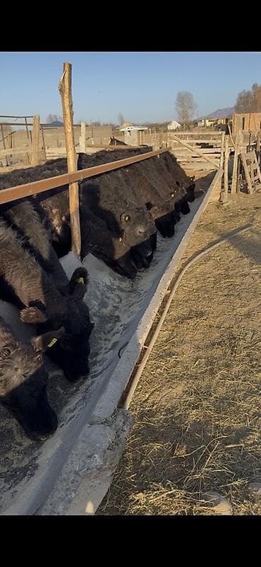 бычки ангус: Продаю | Бык (самец) | На откорм — 1
