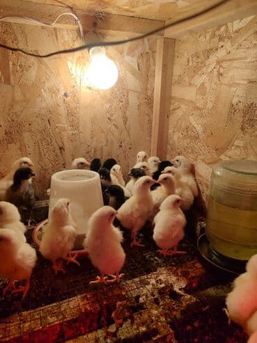 дом для кур: Продаю | Цыплята, Инкубационные яйца | Леггорн | Для разведения, Несушки — 8
