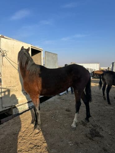 сельскохозяйственные животные продажа: Продаю | Кобыла (самка) | Полукровка, Английская | Для разведения | Племенные — 8