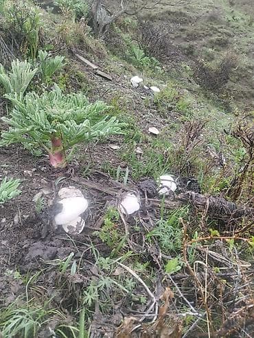 ящик для клубника: Свежие дикие грибы белый горный — 4