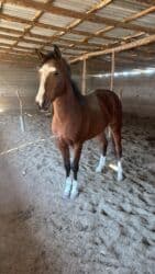 сколько стоит бульдог: Продаю | Жеребец | Для разведения, Конный спорт | Племенные, Осеменитель — 3