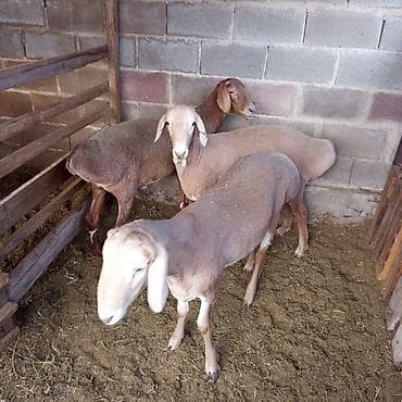 мал базар бишкек: Продаю | Баран (самец) — 2