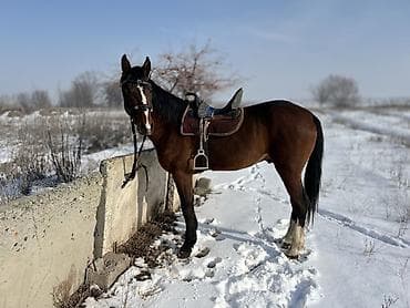 я ищу лошадь: Продаю | Конь (самец), Жеребец | Для разведения, Конный спорт | Осеменитель — 4
