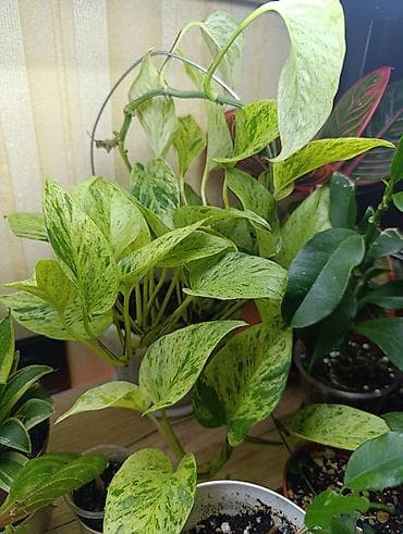 цветы комнатные в бишкеке: Эпипремнум Marble Queen - Вариетет с мраморной пестролистностью — 1