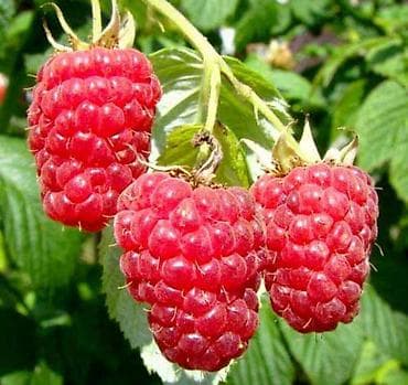 Малина В розницу at lalafo.kg Малина В розницу