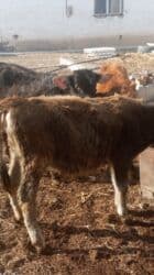 продажа щенков немецкой овчарки с документами в бишкеке: Продаю | Тёлка | Для разведения — 1