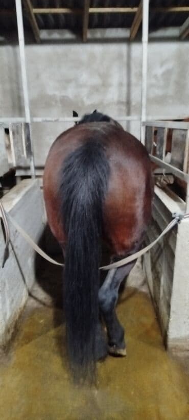 продажа собак чихуахуа: Продаю | Кобыла (самка) | На забой, Для разведения, Рабочий — 8