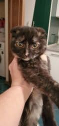 продам домик для кошки: Кошка даром: Скотиш Фолд (Шотландская вислоухая), 2 месяца, Девочка, Приучена к лотку, Проглистована, С прививками — 2