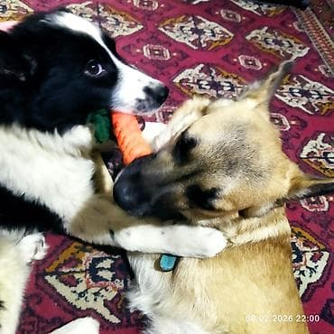 черные псы: Щенок, черно-белый, среднего размера. Порода: помесь — 7