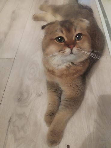 русская серая кошка: Шотландская вислоухая кошка мальчик (Scottish Fold)ВЯЗКА, кто хочет — 3