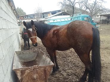 Аквариумдар: Сатам | Жылкы (эркек) — 1