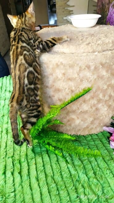 новорожденные котята: Друзья!! Проф питомник Бен Гла Мур Предлагает Шикарных элитных — 9