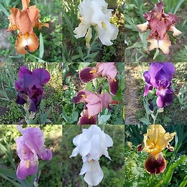 plaud note: Ирисы сортовые саженцы в огород — 1