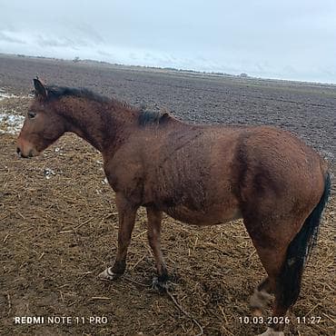 Продаю | Жеребенок