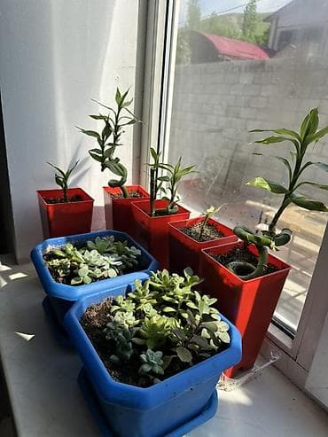 домашние растения: Комнатные растения в горшках — коллекция для дома и офиса. В — 3