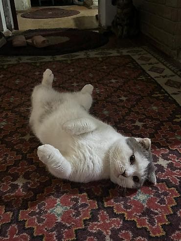 Скотиш Фолд (Шотландиялык шалпаң кулак), 2 жаш, Эркек, Биколор, Лотокко барууга үйрөтүлгөн