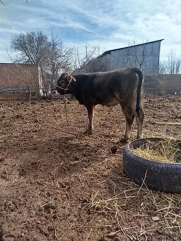 Продаю | Бык (самец) | На откорм | Привязанные