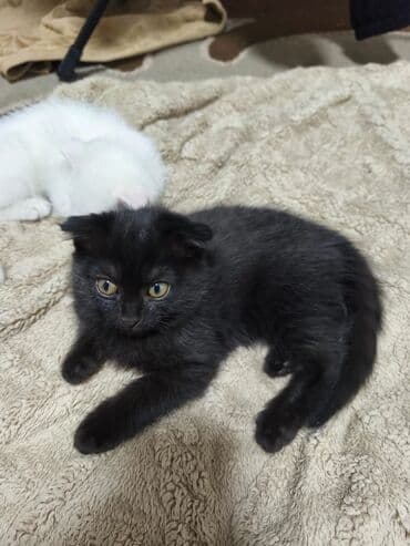 коты купить: Котята, домашние. На фото два малыша: - Белый котёнок с мягкой — 6