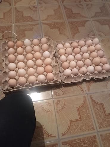 Домашние куриные яйца - Свежие яйца от сельских кур несушек на