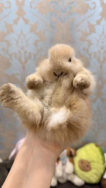 Декоративные кролики: 🐰 Декоративные крольчата породы «Львиная голова» 🐰 Милота, в которую — 3