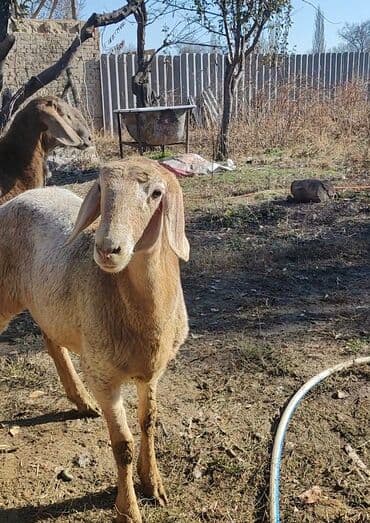 купить черную немецкую овчарку: Продаю | Овца (самка) | Арашан | На забой, Для разведения | Ярка — 2