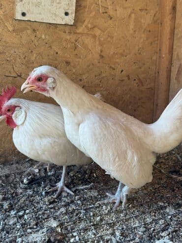 где купить фазанов для разведения: Продаю | Куры, Петух — 3