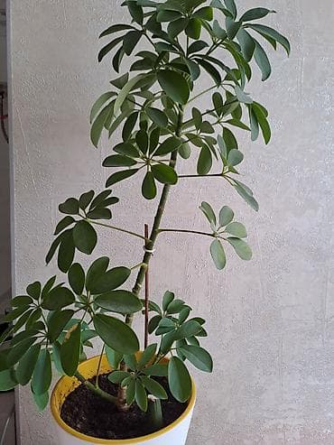 шефлера цветы: Шеффлера (Schefflera arboricola) в горшке. - Высота растения: около — 1
