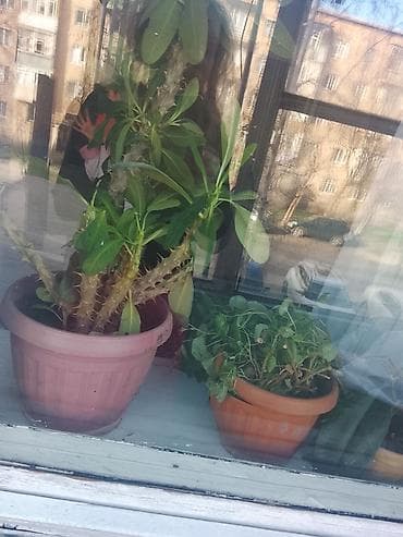 другие комнатные растения: Комнатное растение — молочай Милля (Euphorbia milii), в горшке — 1