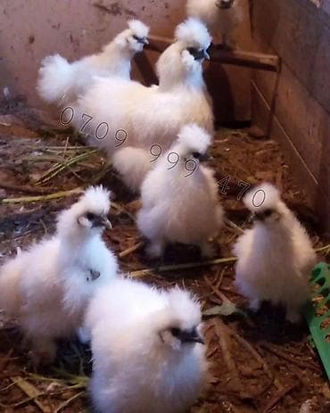дакан цыплят: Продам кур порода - китайская шелковая. Данная порода характеризуется — 1