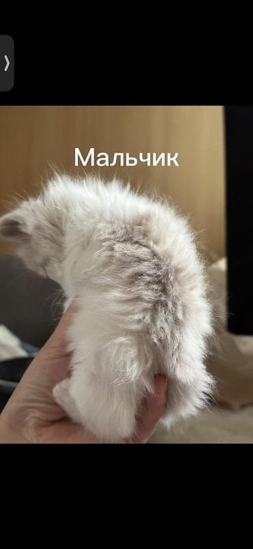 Вязка кошек: Кошка даром: Беспородная, 3 месяца, Мальчик — 2